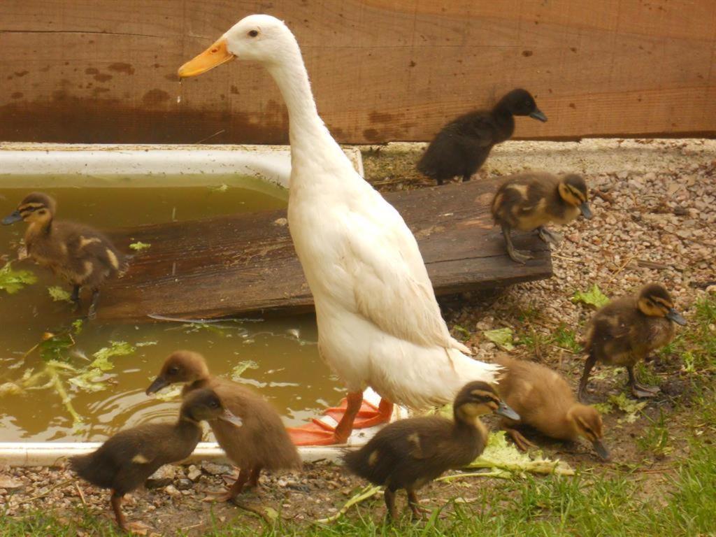 Familienbauernhof Imitz, Ferienwohnung Spital Am Pyhrn Ngoại thất bức ảnh
